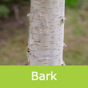 Betula Pendula Golden Beauty bark